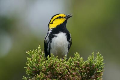 Golden Cheek Warbler