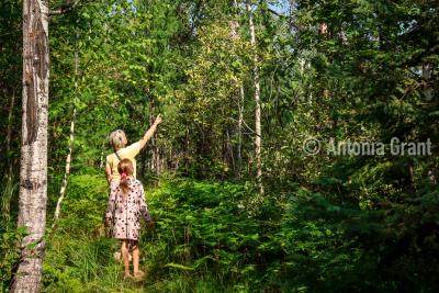 Hiking at Chik-Wauk in the Summer with an Adult and Young Child by Antonia Grant