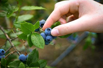 Picking Wild Blueberries