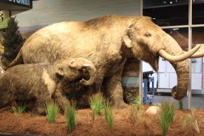 A life-size replica of a wooly mammoth, with a young mammoth standing beside it.