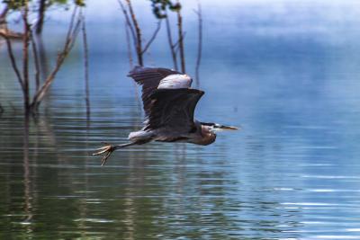 Birding in Lake Cumberland