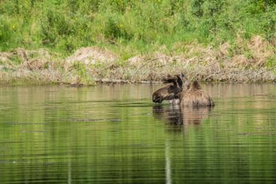 A bull moose standing in a pond