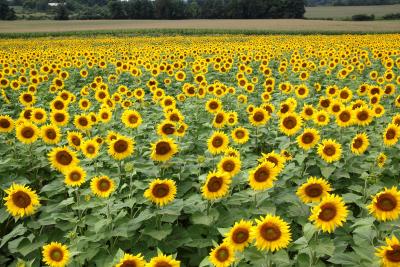 Sunflower fields at Frederick Farms in Clifton Springs