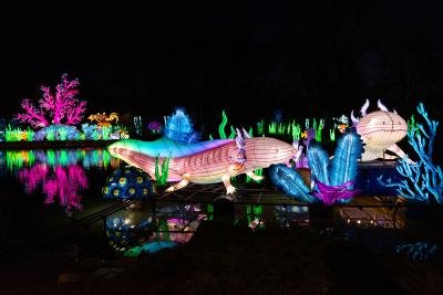 Fort Wayne Zoo Glo Wild lantern festival colorful lanterns shining against the lake
