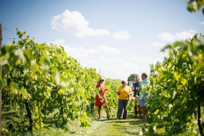 Group walking through Ledgestone Vinyards