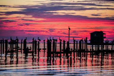 Biloxi Beach Pelican Sunset - Kim Herndon