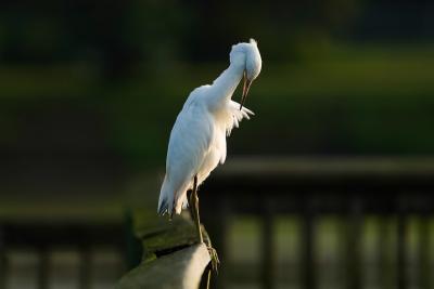 Juvenile Blue Heron on IG Levy Pascagoula - Gary Herritz