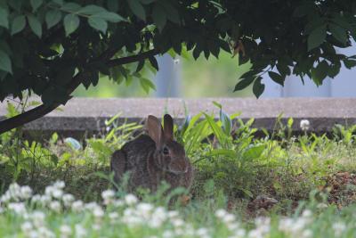 Eastern cottontail under a shady tree