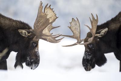 Dueling Moose - Jay Kazen