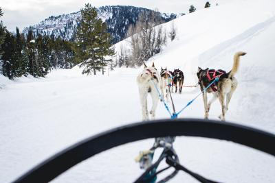 Dog Sledding POV