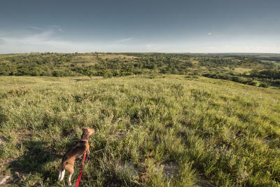 A beagle on a prairie hike