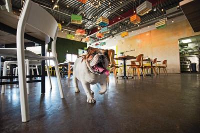 Bulldog running in restaurant