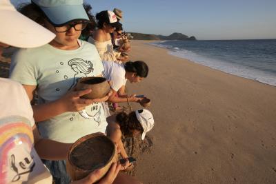 Tortugas Todos Santos
