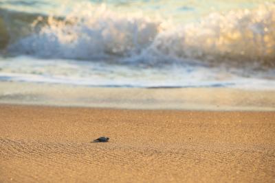 Tortugas Todos Santos