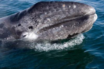 gray whale Baja