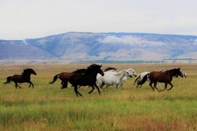 Deerwood Ranch Wild Horse Ecosanctuary