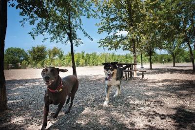 Dogs running at Bonnie Wenk Dog Park