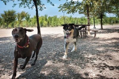 Dogs running at Bonnie Wenk Dog Park
