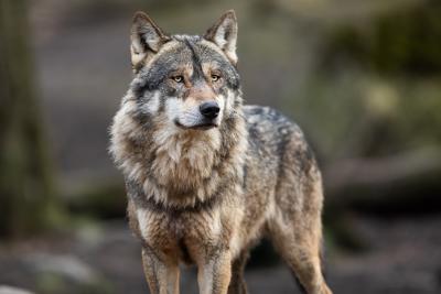 Image of a Gray Wolf, found in the Upper Peninsula of Michigan