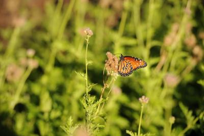 Sibley Nature Center