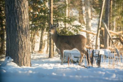 Deer snow