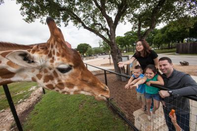 Family Feeding a Giraffe at the Natural Bridge Wildlife Ranch in New Braunfels, Texas; New Braunfels TX