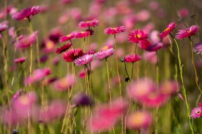 Wildflowers