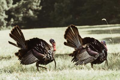 Wild turkeys walking through a pasture in SLO CAL