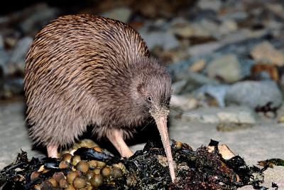 Kiwi Spotting 1200x800