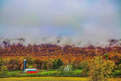 fog fall trees farm