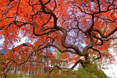 tree, fall colors