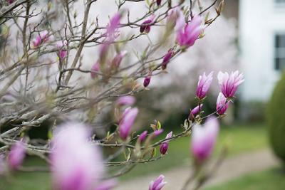 Lindfield Flowers