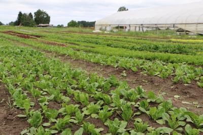Rows of plants at Wild Hare Farm in Puyallup, Washington