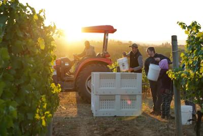 Harvest at La Belle Promenade