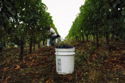 Bucket of Pinot Noir at Adelsheim Vineyard