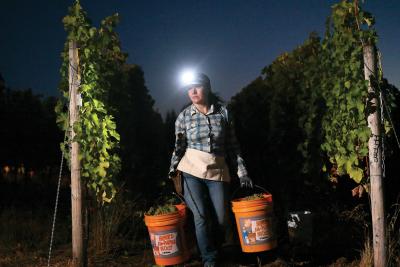 Picking Pinot noir by head lamp