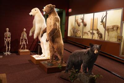 bbears