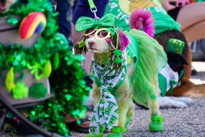 Clover St Patrick's Day