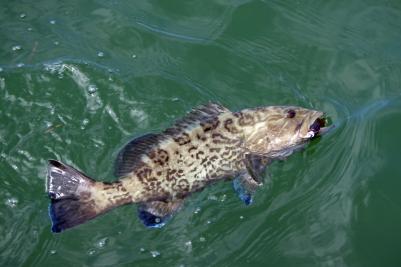 Gag grouper fish on the line, still in the water