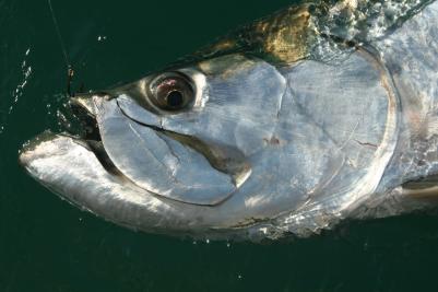 Fishing: Close up of the head of a hooked tarpon fish in the water