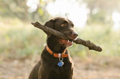 Dog at park