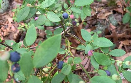 wild blueberry plant