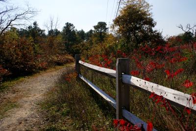 Albany Pine Bush