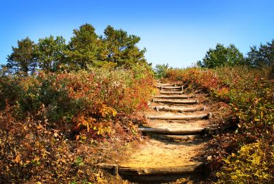 Albany Pine Bush Preserve