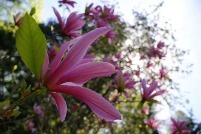 Flowers at Pine Hollow Arboretum