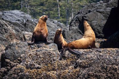 DTN - ROS - House Ad - Sea Lions