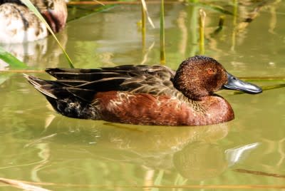 Cinnamon Teal