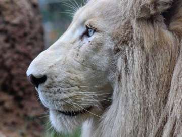 Lion profile view