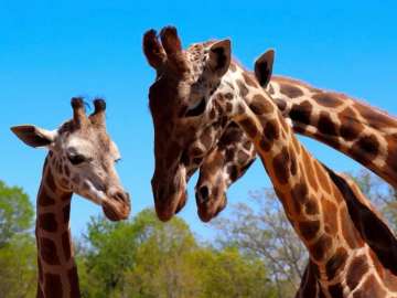 Three giraffes at Lazy 5 Ranch