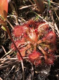 Sundew plant at Carolina Beach State Park